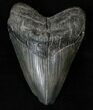 Robust Megalodon Tooth - South Carolina #16207-1